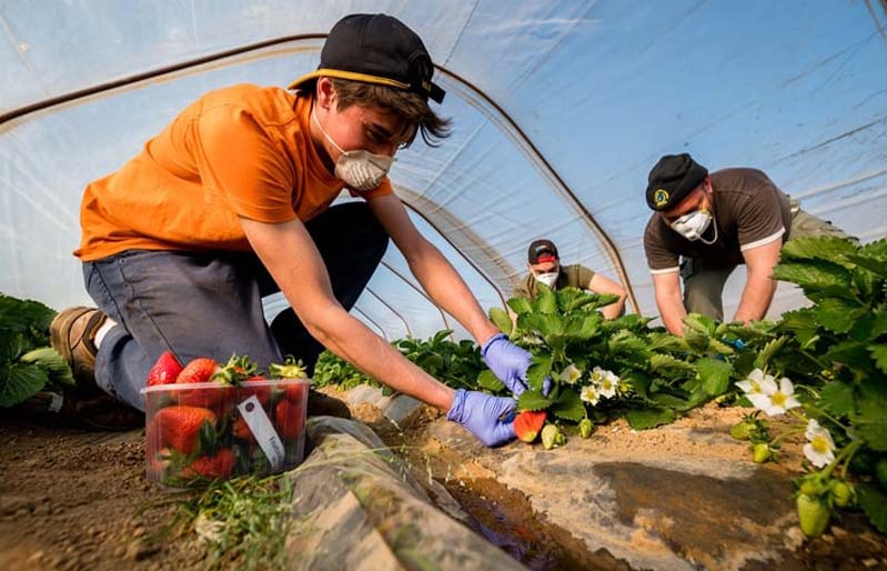 Agricultural, plantation and horticultural work.  